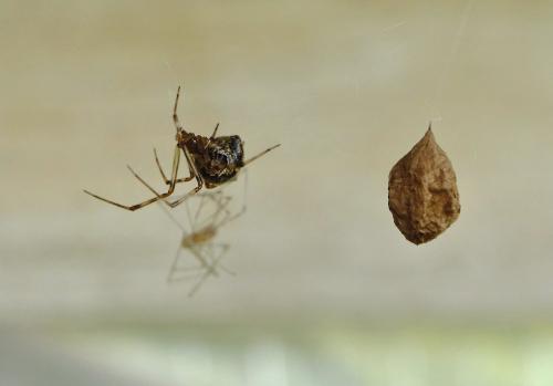 Réf. 328 370 : Parasteatoda tepidariorum